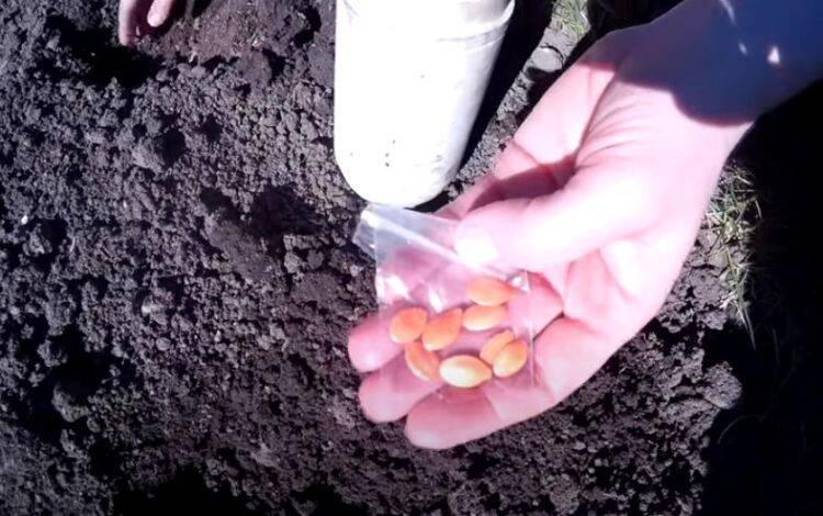 Посев огурцов и кабачков в открытый грунт: когда сажать, как ухаживать