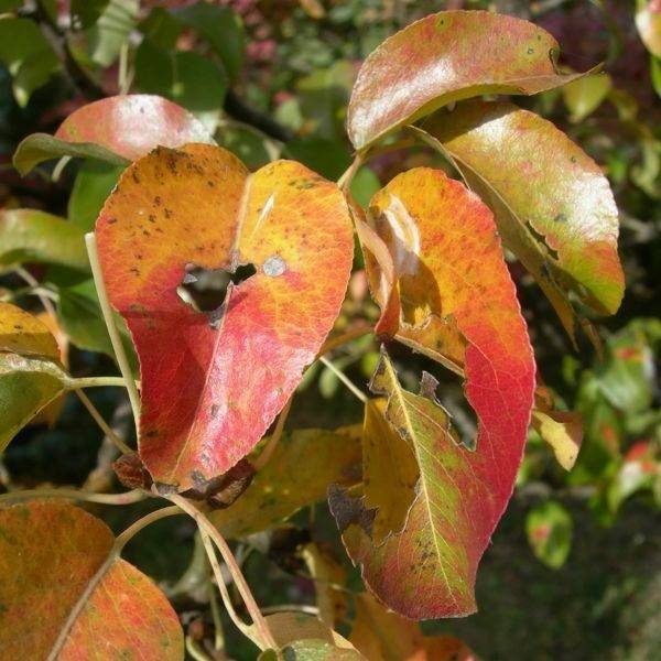 8 причин почему желтеют листья у сливы весной. профилактика, частые ошибки садоводов