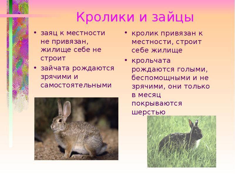 Чем отличается заяц от кролика: внешние отличия, образ жизни
