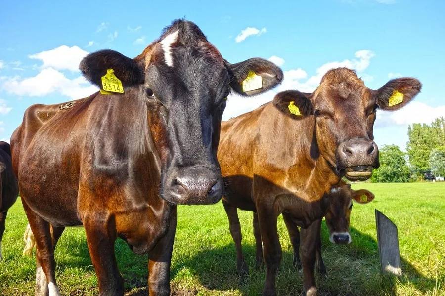 Крупный рогатый скот: это какие животные, описание и статистика