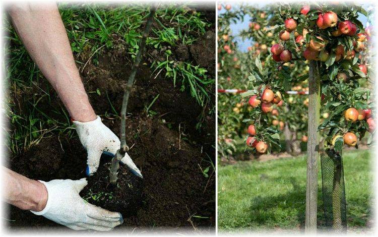 Почему яблоня не цветет: полный список причин и лучшие способы решения проблемы