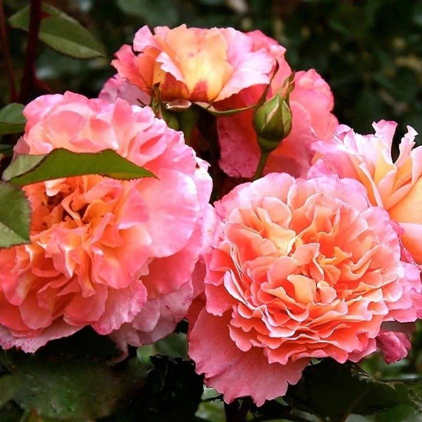 Немецкая аристократка с английскими корнями — роза августа луиза, фото и описание