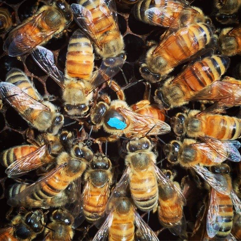 Порода пчел бакфаст: их недостаток, характеристика
