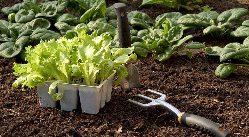 Выращивание салата в открытом грунте в домашних условиях