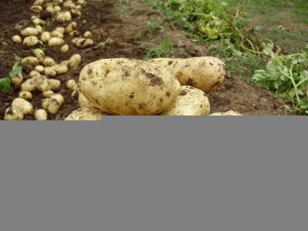 ✅ фелокс: описание семенного сорта картофеля, характеристики, агротехника
