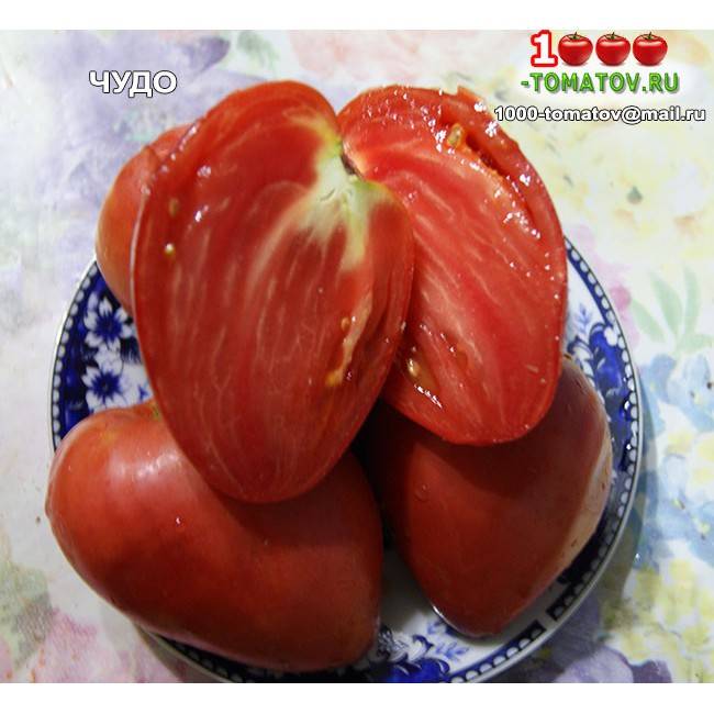 Помидоры чудо лентяя – раннеспелый и устойчивый к перепадам температуры сорт томатов
