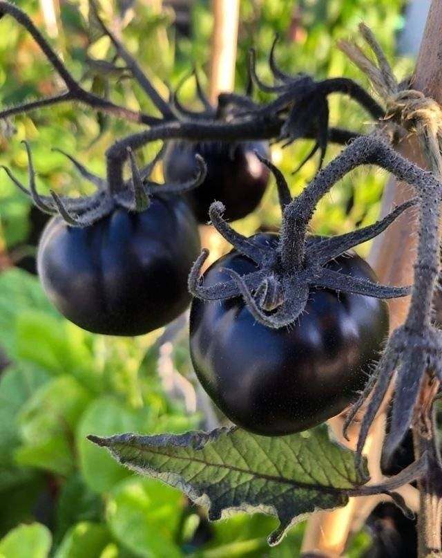 Черные помидоры - описание лучших сортов для открытого грунта и теплицы
