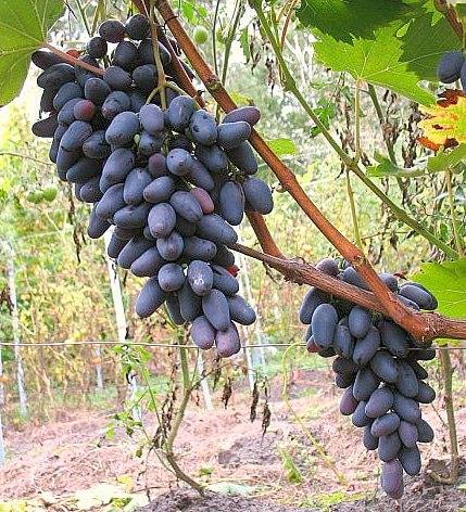 О винограде Оригинал: описание и характеристики сорта, посадка и уход