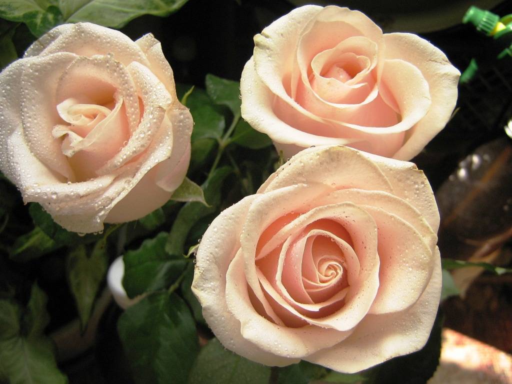Чайная роза — сорта, высадка, секреты ухода, домашние виды (101 фото + видео)