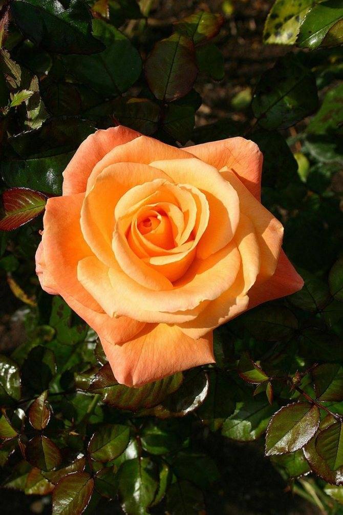 Королева цветов — чайная роза. описание и фото сортов, нюансы выращивания в домашних условиях