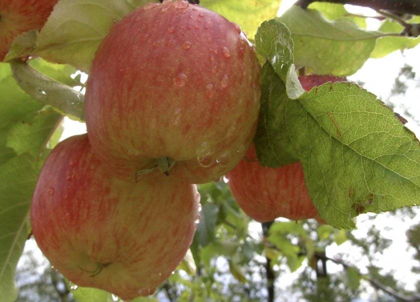 Яблоня персиянка: фото и описание сорта, отзывы садоводов | tele4n.net