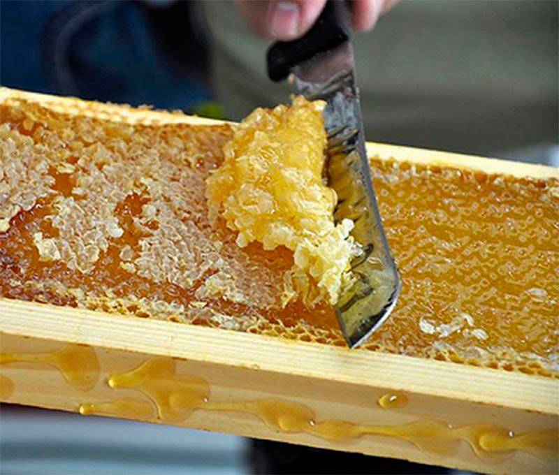Можно ли глотать воск: пчелиный воск в сотах от меда