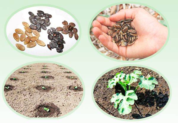 Как прорастить семена арбуза правильно и что делать дальше с готовым посадочным материалом