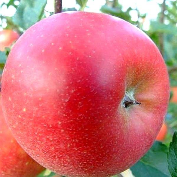 Сорт яблони макинтош (мекинтош)
