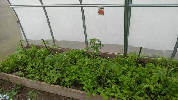 Сидераты в теплице весной под томаты – дачные дела