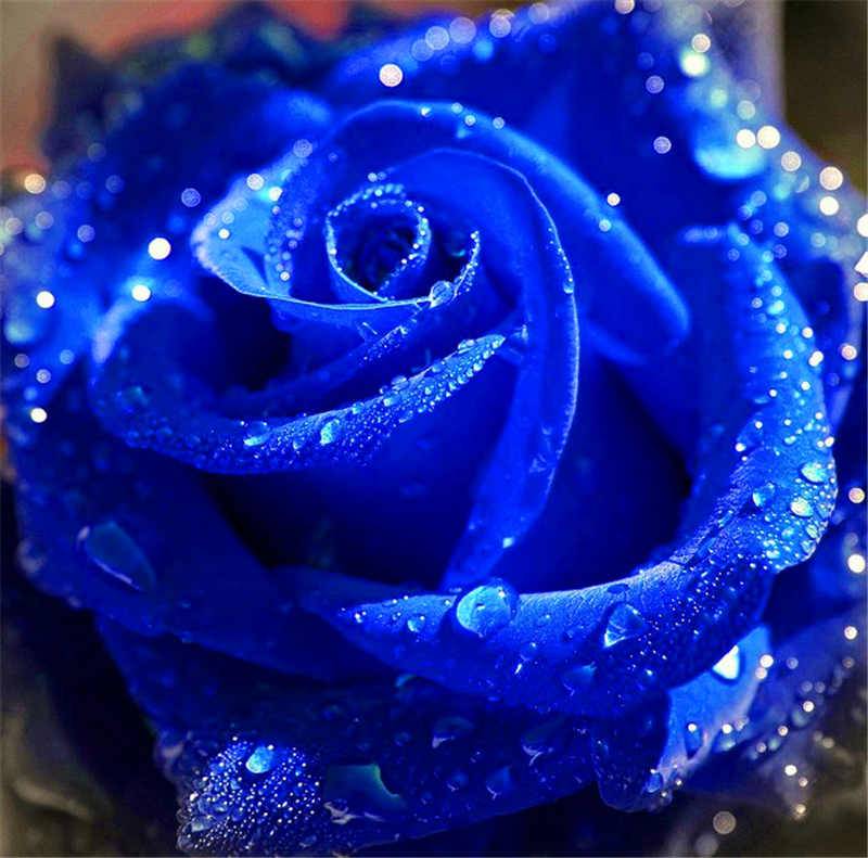 Синие розы - где выращивают, что символизируют и цена букета