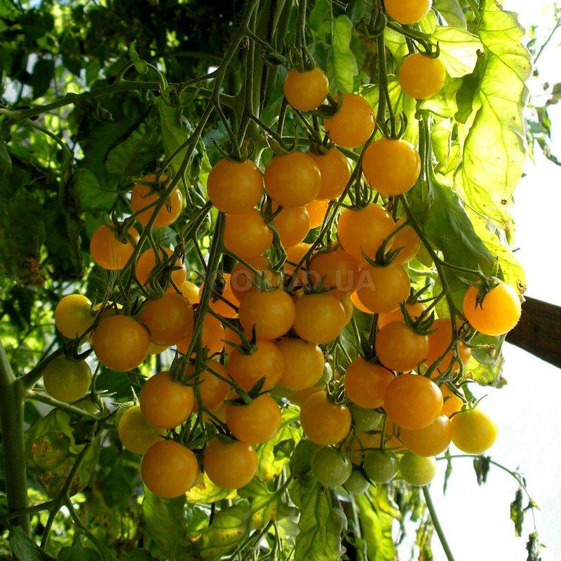 Характеристика и описание сорта томата вишня желтая (золотая)
