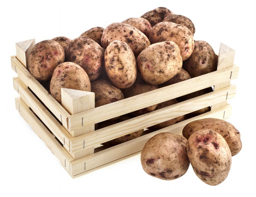 Температура хранения картофеля: как хранится картошка зимой на балконе