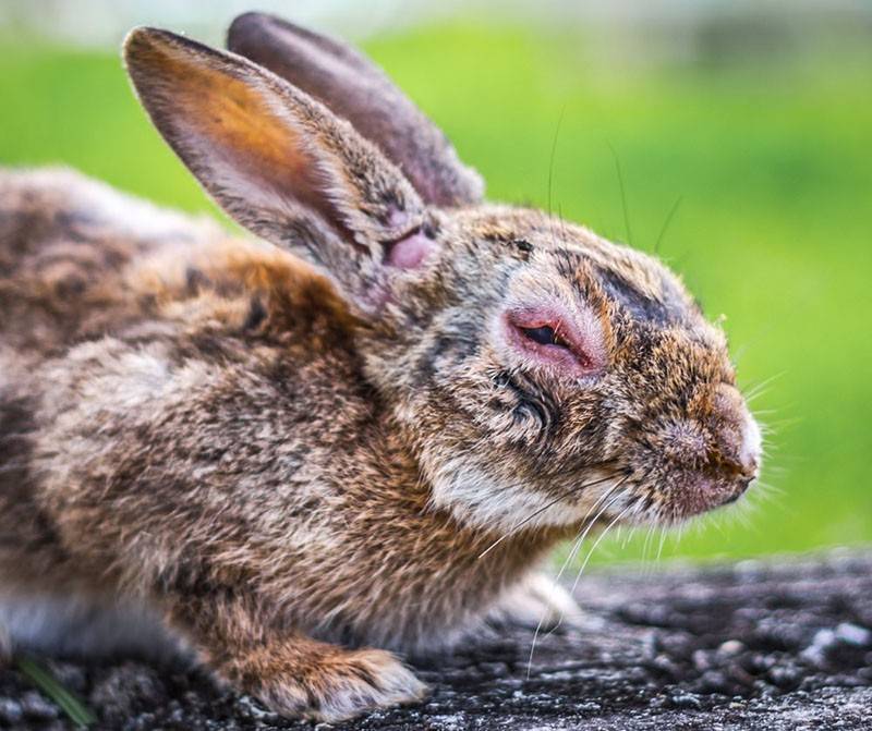 О миксоматозе у кролика: симптомы, чем и как лечить в домашних условиях