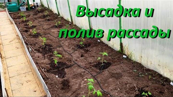 Как выращивать томаты высокорослые в открытом грунте - сад и огород
