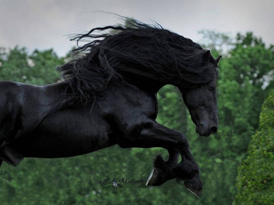 Арабская лошадь: описание, экстерьер, разведение, фото