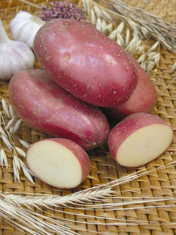 Фото картофель ажур: советы по выращиванию