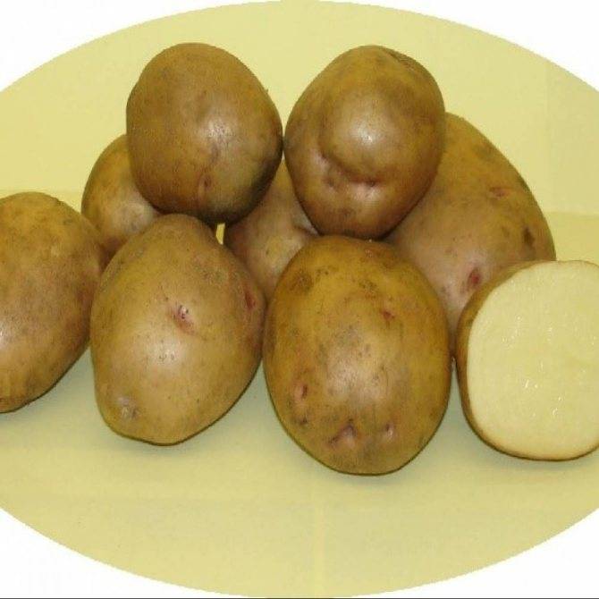✅ мондео: описание семенного сорта картофеля, характеристики, агротехника