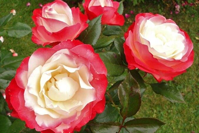 Роза «ностальжи»: характеристика и сортовые отличия