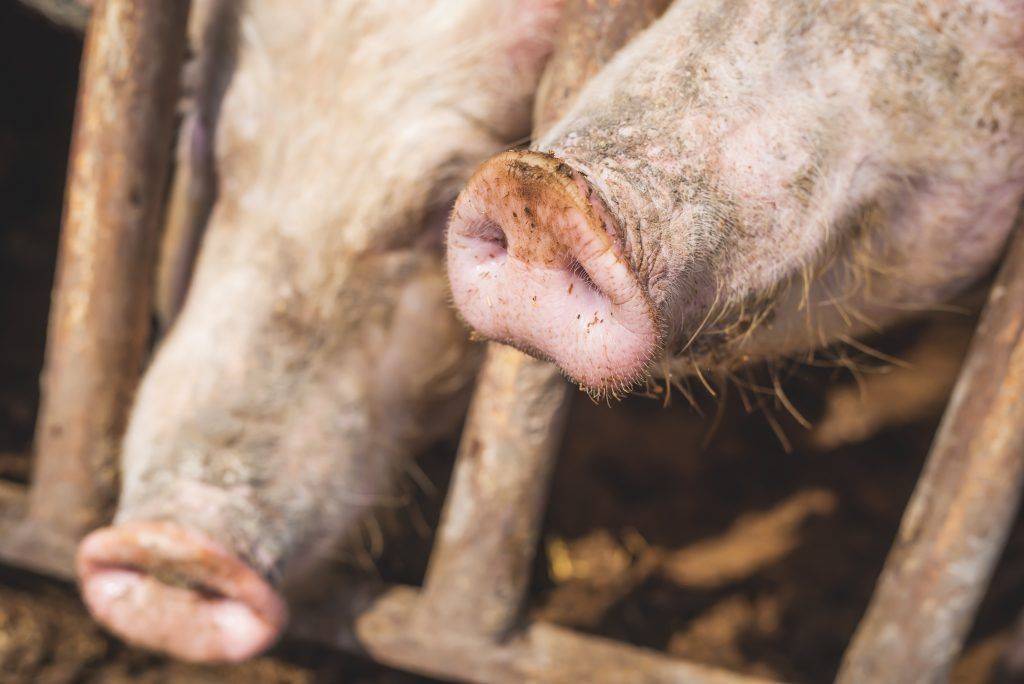Ветеринария свиней | опасное заболевание рожа у свиней: симптомы и лечение