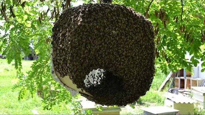 Рой пчел — пошаговая инструкция, как поймать рой пчел в ловушку или пустой улей (выбор времени, средств и метода)