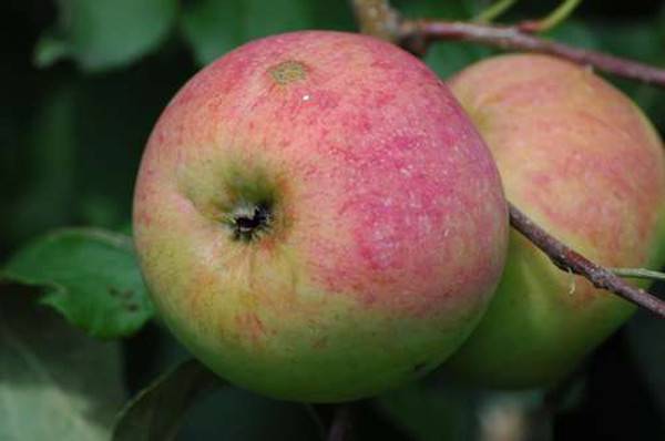 Урожайная яблоня бессемянка мичуринская