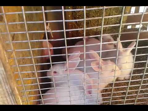 Беременность у кроликов: сколько длится, как определить, окрол крольчихи