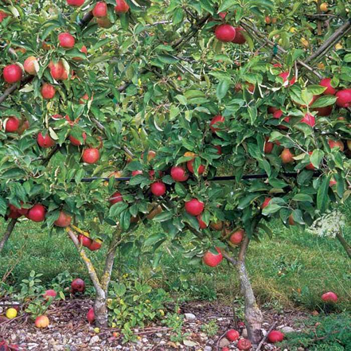 Карликовая яблоня чудное: описание сорта, фото, отзывы садоводов и морозостойкость