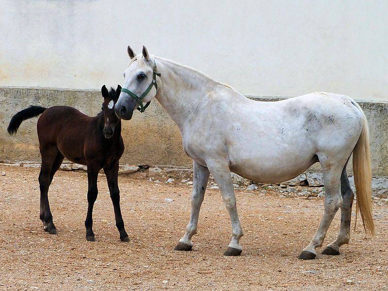 Липицианская порода лошадей: происхождение, описание, сферы использования