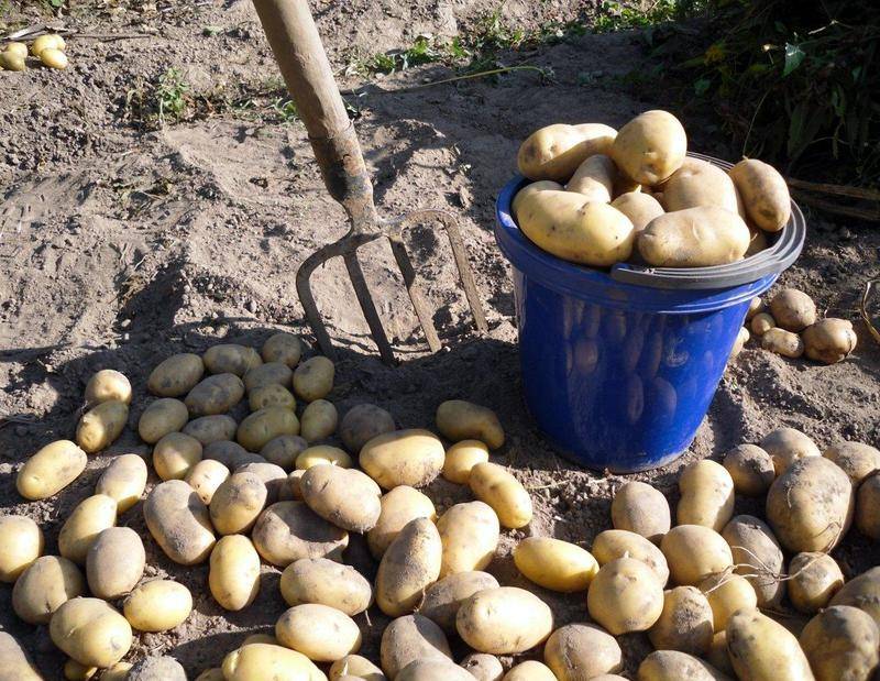 Когда и как правильно копать картошку? сроки, инструмент, советы. фото — ботаничка.ru