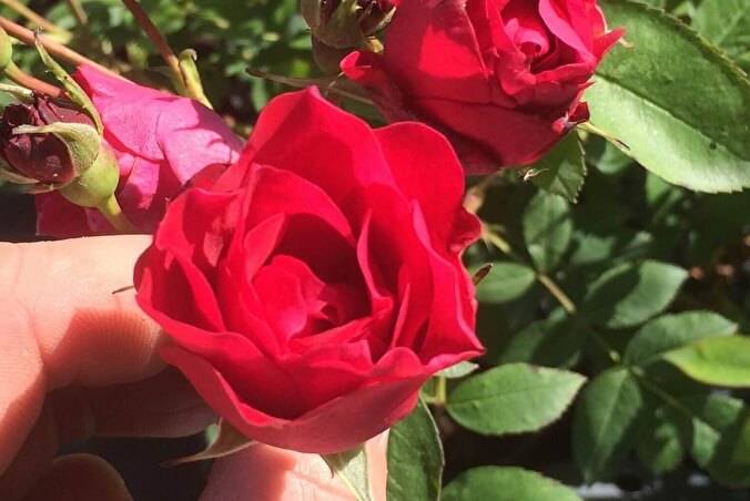 Описание канадской парковой розы сорта аделаида худлесс: как ухаживать