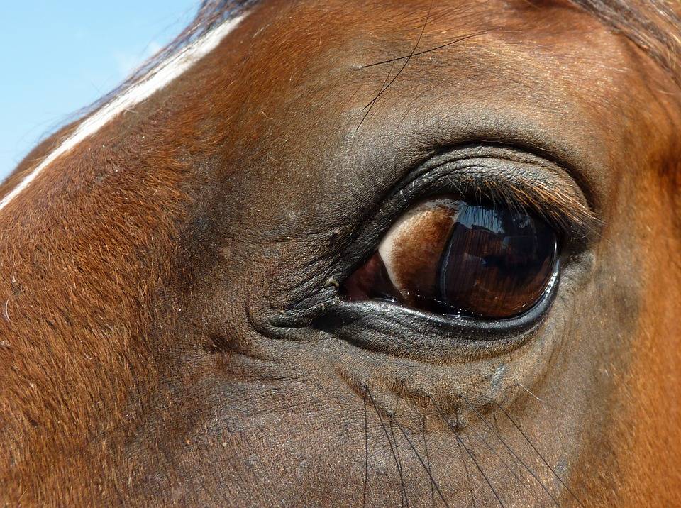 Глаза лошади какого цвета какие болезни бывают зачем закрывают по бокам