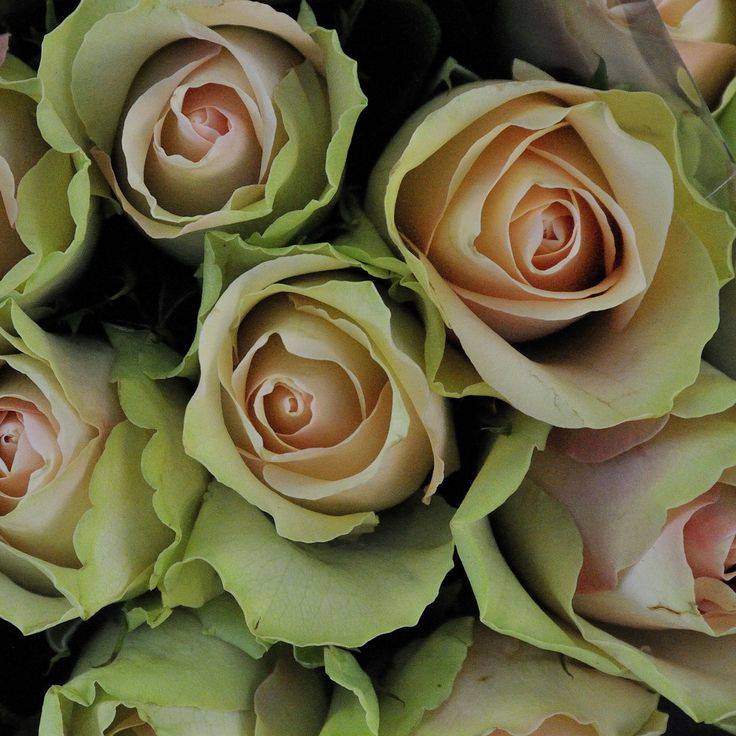 Сорта роз с необычной расцветкой