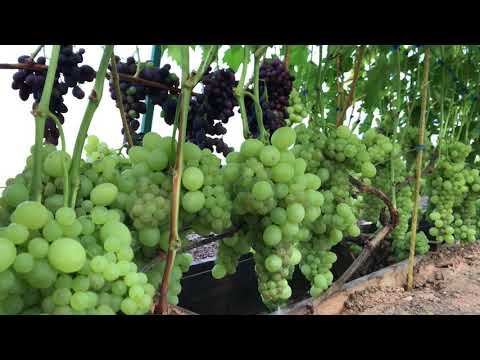 Выращивание винограда в сибири в открытом грунте, посадка и уход для начинающих