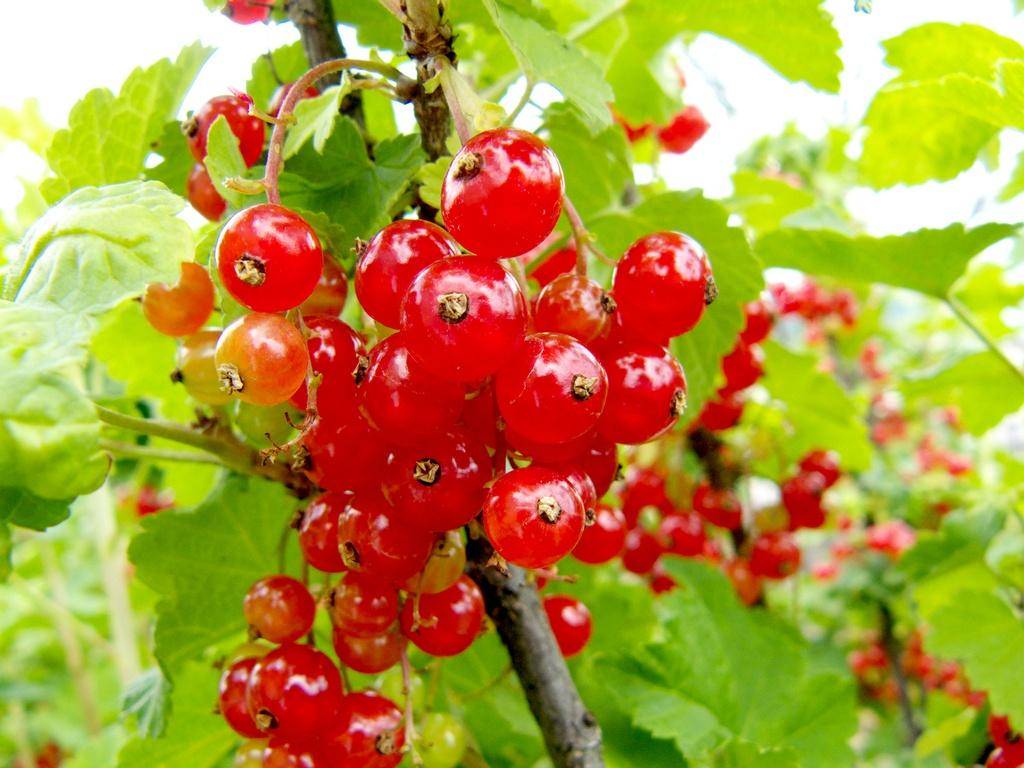 Красная смородина — описание, полезные свойства и противопоказания для организма и как выращивать