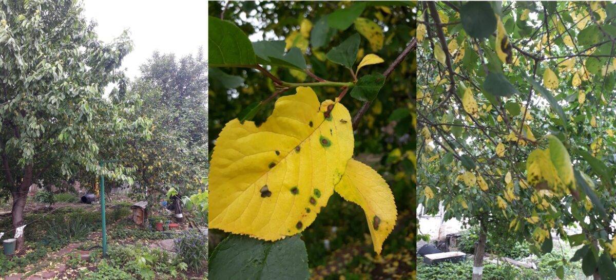 Почему желтеют листья у яблони: причины, что делать и чем лечить, профилактика