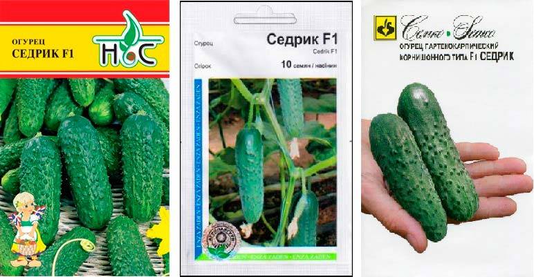 Огурец седрик: описание сорта, технология выращивания, особенности ухода, фото