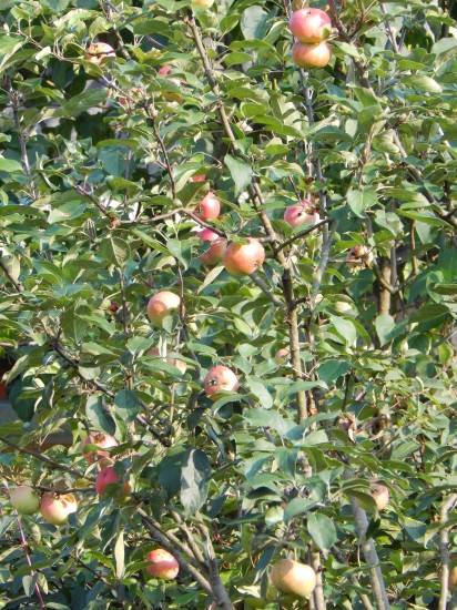 Что собой представляет сорт яблони елена: характеристика, особенности выращивания, отзывы, фото