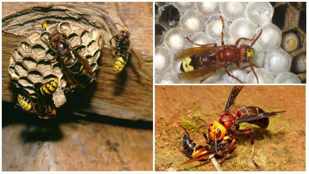 О матке осы: как выглядит и живет королева ос, размеры королевской особи