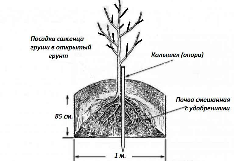 Как посадить грушу весной саженцами на Урале, высадка и дальнейший уход
