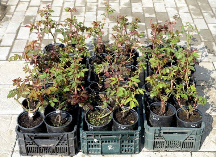 Выращивание розы из черенка — нюансы разведения в квартире, как посадить, укоренить и вырастить культуру в горшке, в домашних условиях (фото-инструкция)