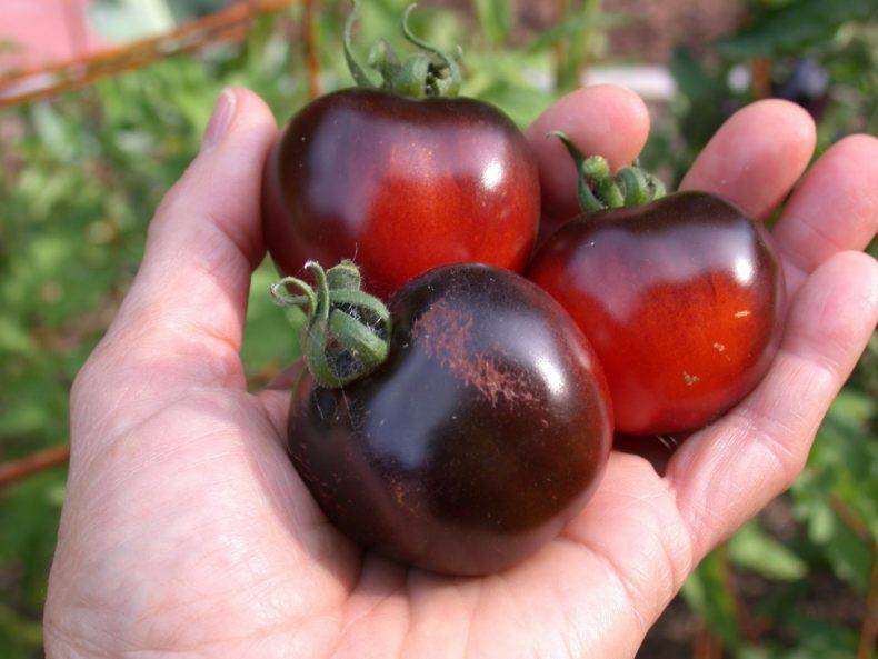 Лучшие сорта черных томатов с описанием и фото