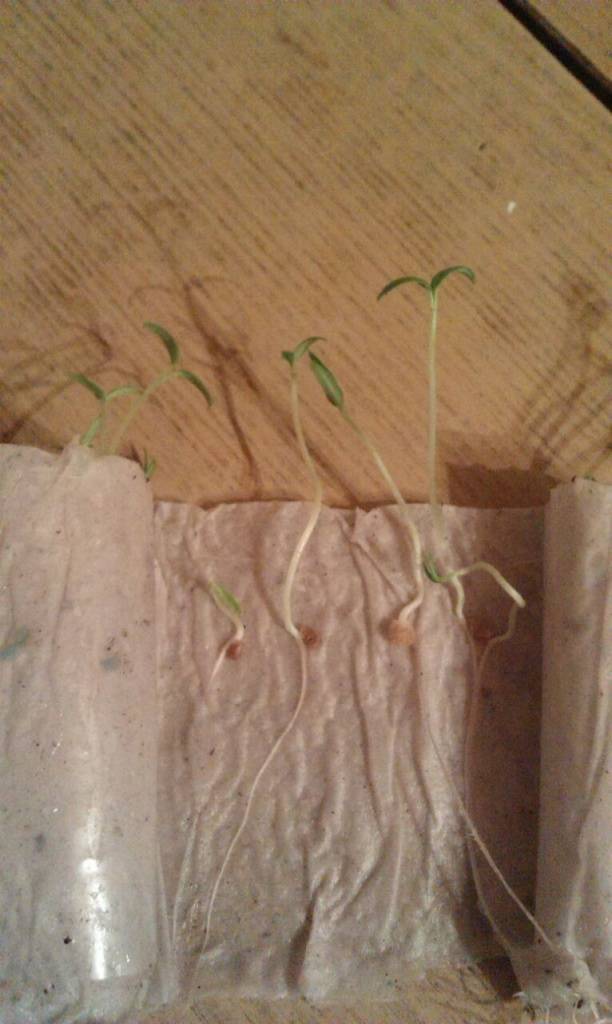 Расскажем, как прорастить семена огурцов быстро: обязательно ли нужно проращивание перед посадкой и сколько времени это займет, почему семечки могут не прорасти
