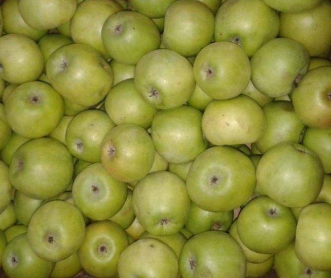 Яблоки «семеренко»: описание сорта, фото, отзывы