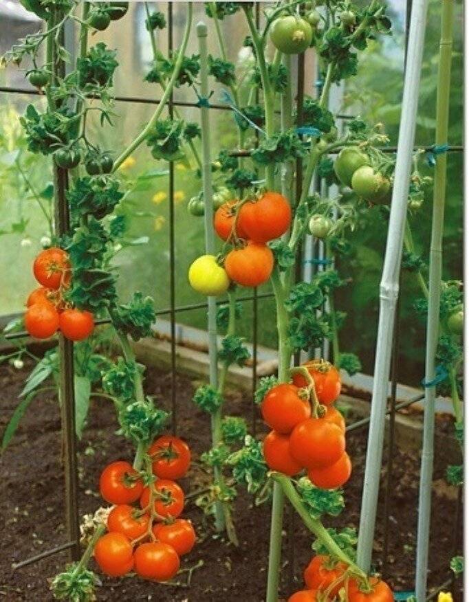 Сорт томатов боец, описание, характеристика и отзывы тех, кто сажал, фото, а также особенности выращивания